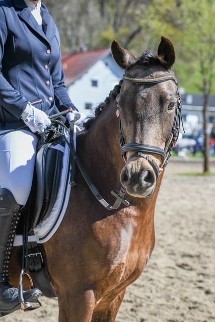 美洲杯预测：阿根廷夺冠概率超其他三队总和，美洲杯已悬念尽失？.